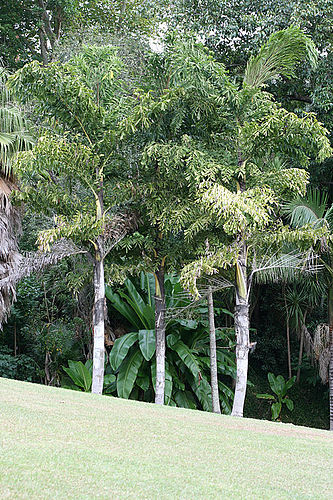 Caryota urens